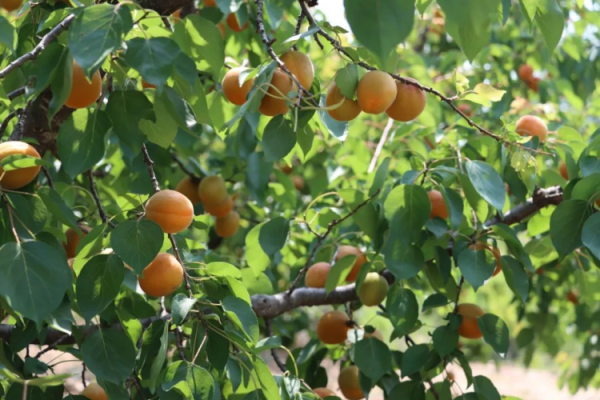 升融配资 北京延庆新庄堡：“小杏果”撬动“甜蜜经济”