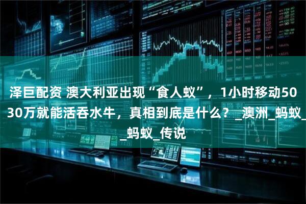 泽巨配资 澳大利亚出现“食人蚁”，1小时移动500米，30万就能活吞水牛，真相到底是什么？_澳洲_蚂蚁_传说